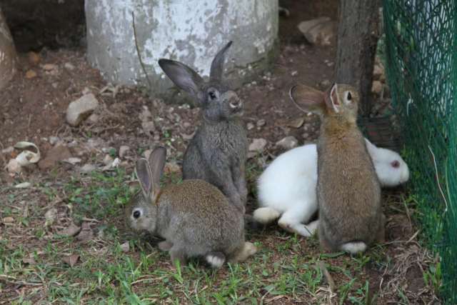 巴西烤肉自助餐双人,好吃的巴西烤肉自助
