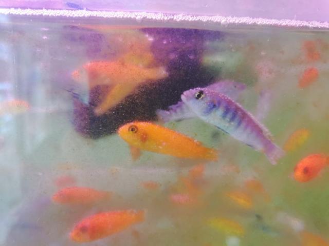 新手鱼友去水族店如何选鱼？