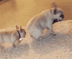 生理学排便机制,生理学尿的生成和排出