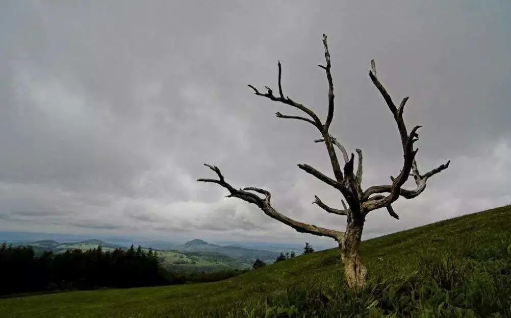 保护地球生命人类有责,地球从来不需要人类保护吗