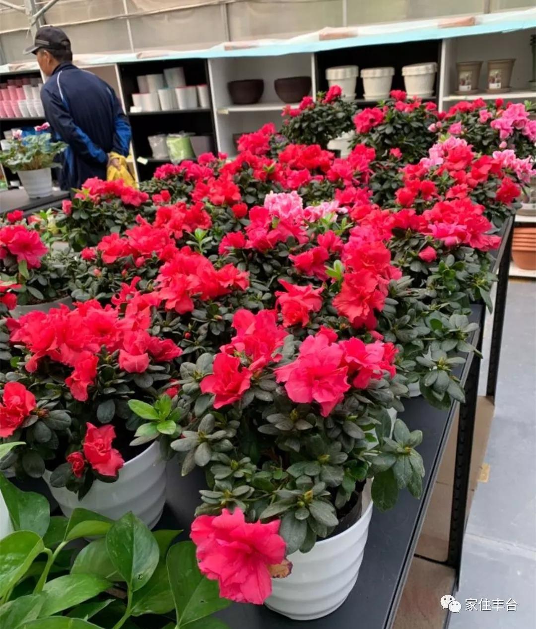 小编整理！丰台四大花市逛买攻略！春节就要这喜庆劲儿