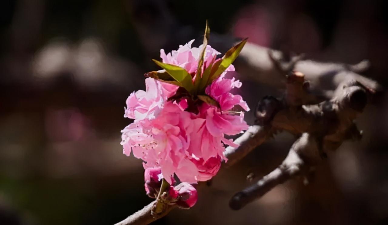 40种可以食用的鲜花,春季鲜花食谱