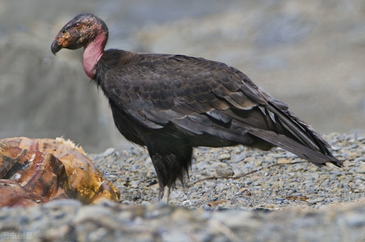 军机紧急起飞,军机驰援中国视频