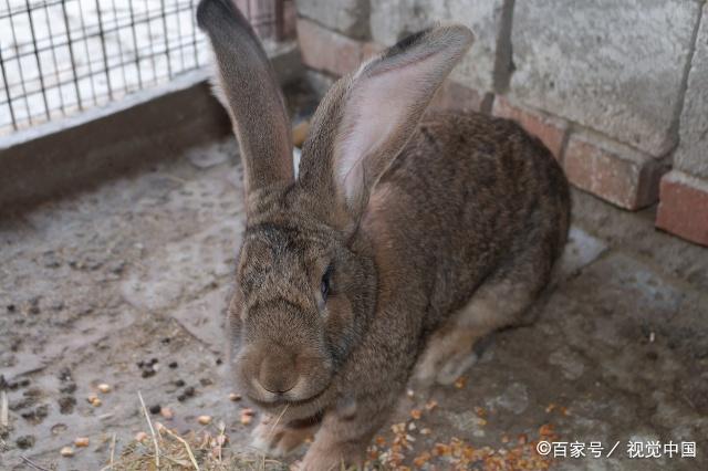 关于兔子为什么不喝水知识,兔子能否喝水科普
