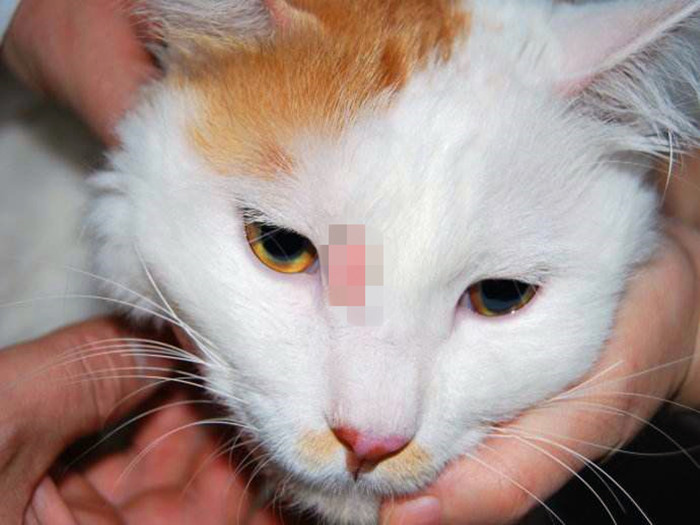 铲屎官救助流浪猫,铲屎官与流浪猫猫的日常