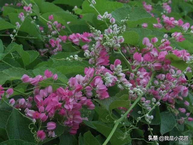 适合阳台种植的爬藤植物都有哪些,家庭阳台种什么爬藤植物比较好