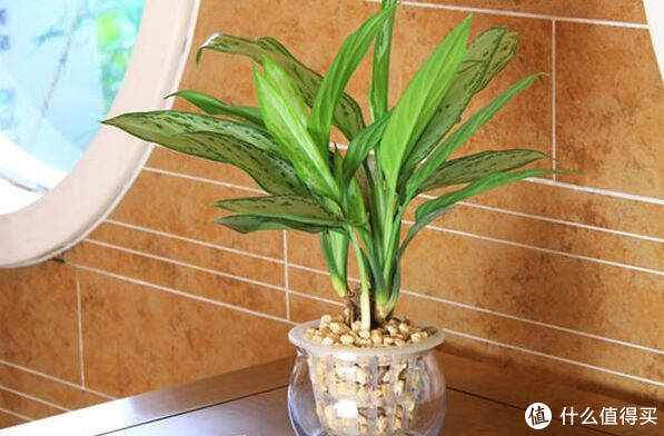 适合家里养的净化空气的植物,哪些植物对猫咪无毒又能吸附甲醛