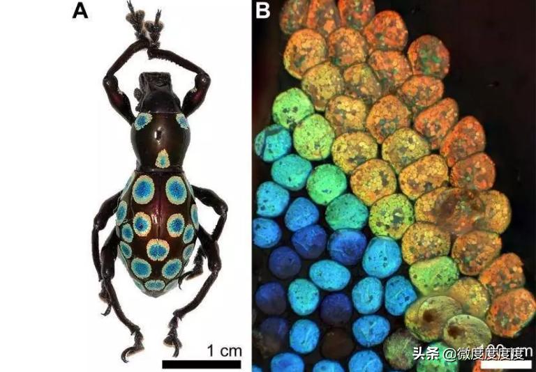 密封的米面为啥出现小虫,米面怎么不生虫