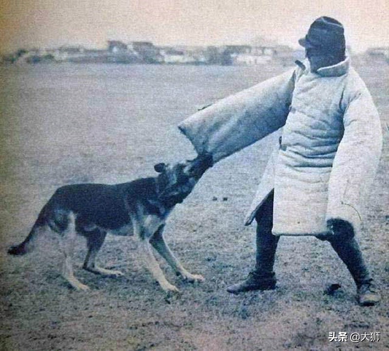 日本侵华时军犬,日本战败后伪军怎么处理