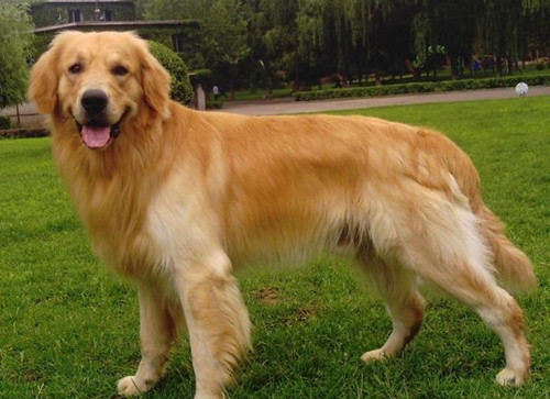 养金毛的好处与坏处,养金毛的6个好处