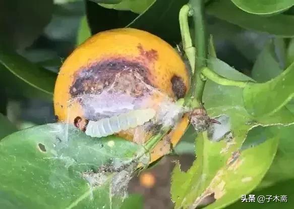 柑橘大实蝇和柑橘小实蝇常规虫害,柑橘虫害高清图谱及防治方法