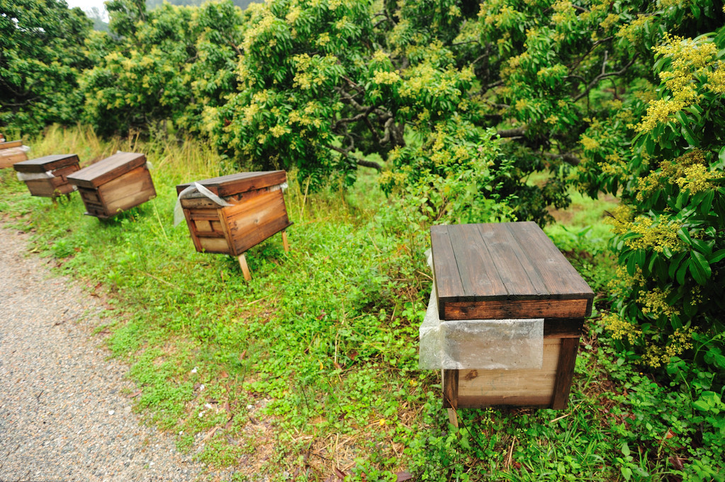 蜡螟危害蜂群的典型症状,中蜂防巢虫技术