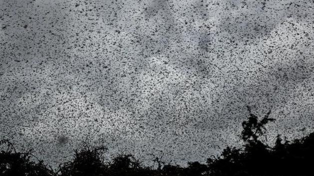 蝗虫是由什么变来的,蝗虫是从蟑螂变出来的吗