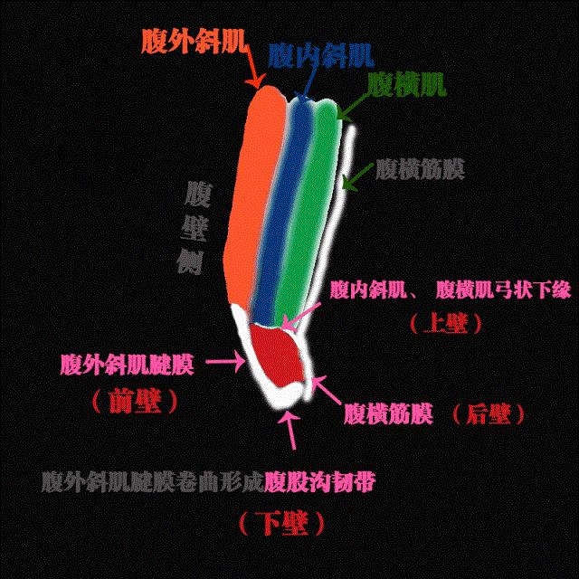 腹股沟中间那块肉是什么情况,腹股沟处在哪