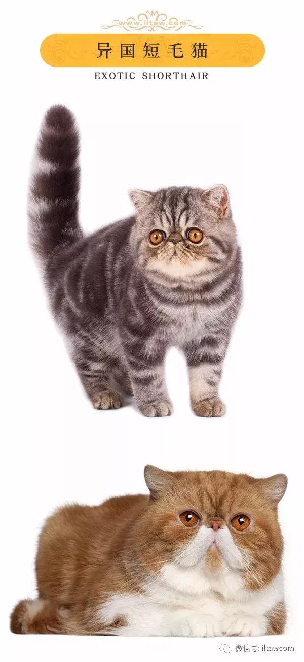 搜猫咪各种图片,世界猫咪图录