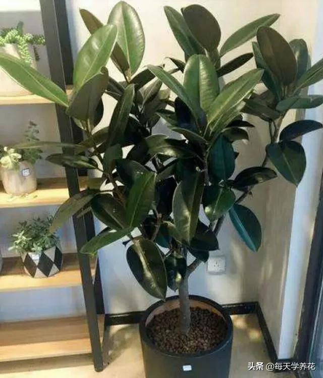 客厅摆放什么植物最好图片大全,乔迁客厅盆栽摆放什么植物最好