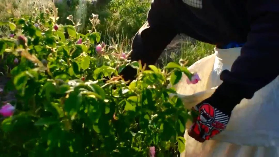 一滴纯露，十万玫瑰，她和她的大马士革玫瑰之梦