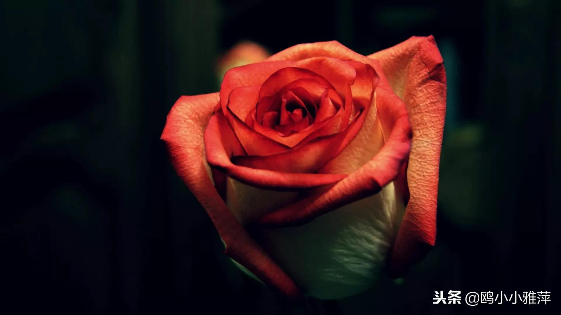 11朵玫瑰花礼盒图片,11朵玫瑰花贺卡文案