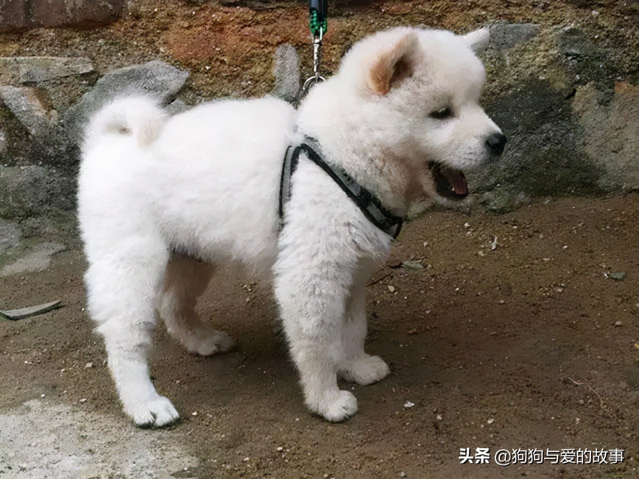 发财了！花了三十五买回的白色土狗，朋友见后说值两千