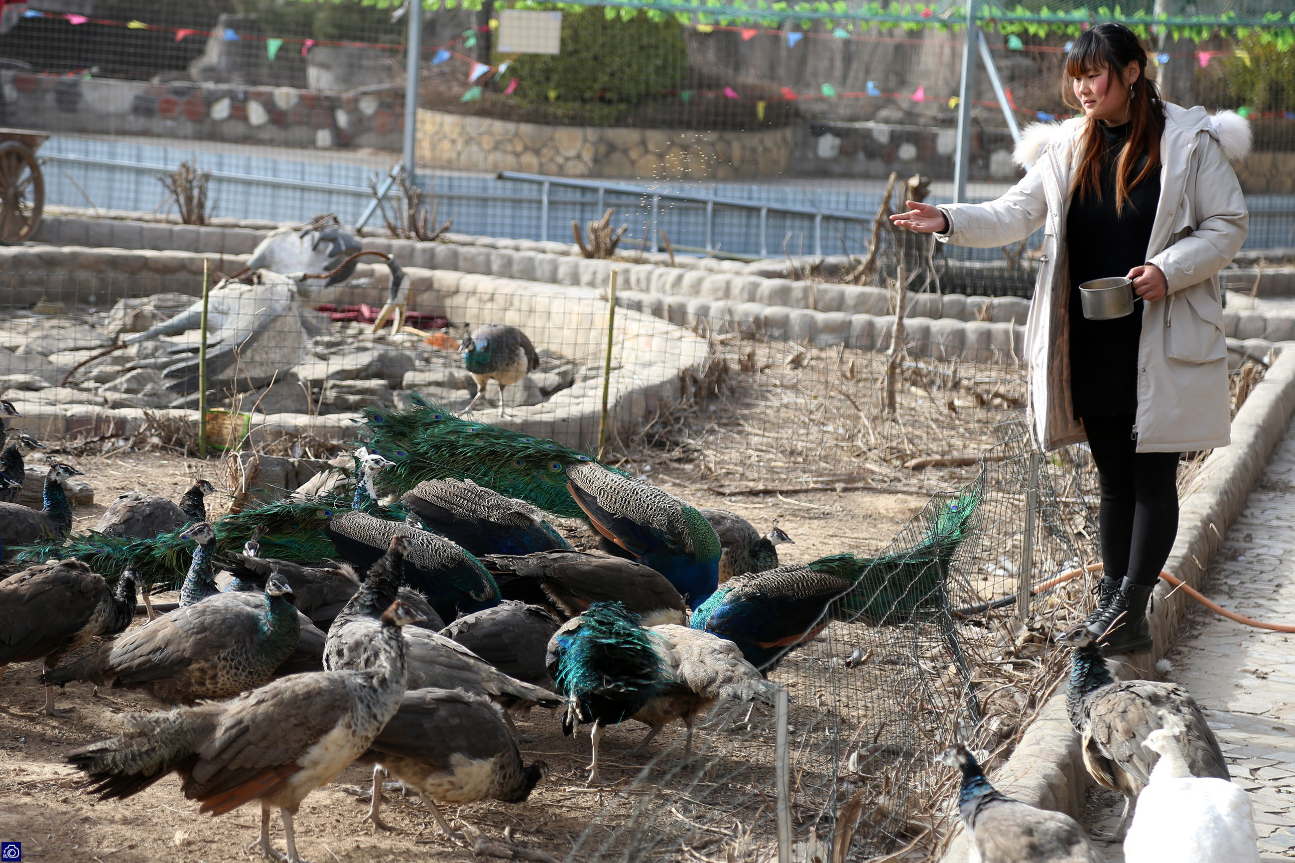 在家里养了差不多十几只孔雀,养孔雀150只