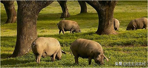 中国市场价格最贵的猪,现实生活中最贵的猪肉多少钱一斤