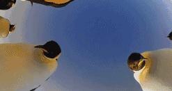 bbc纪录片揭露残忍人类对待动物,bbc动物纪录片造假事件