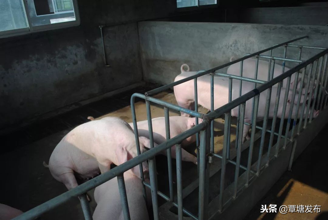 村子里的养殖场,我的家庭养殖场