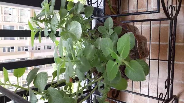 哪种植物花香助眠,安眠植物