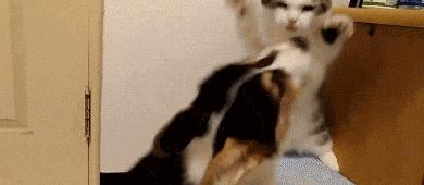 为什么现在年轻人喜欢养猫,当代年轻人不养孩子养猫