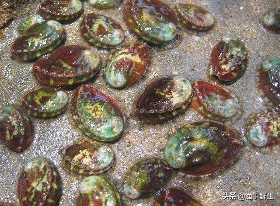 全国十大海鲜排名,中国海鲜十大产地排名最新