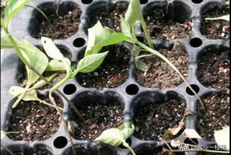 辣椒猝倒病属于真菌还是细菌,辣椒猝倒病危害大