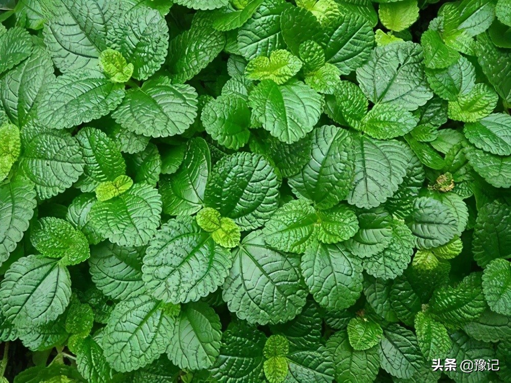 能分清荆芥、十香、薄荷、五香长相的河南人，请举手|豫记