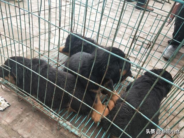 开封狗品种大全,开封狗市是中国最大的吗