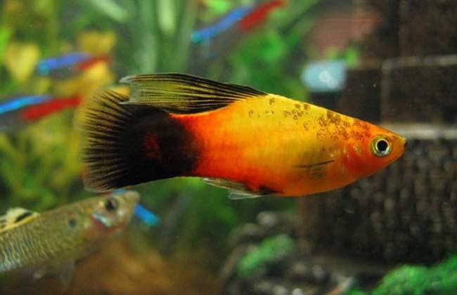 十大养不死的热带鱼观赏鱼排名,十大养不死的小型热带鱼