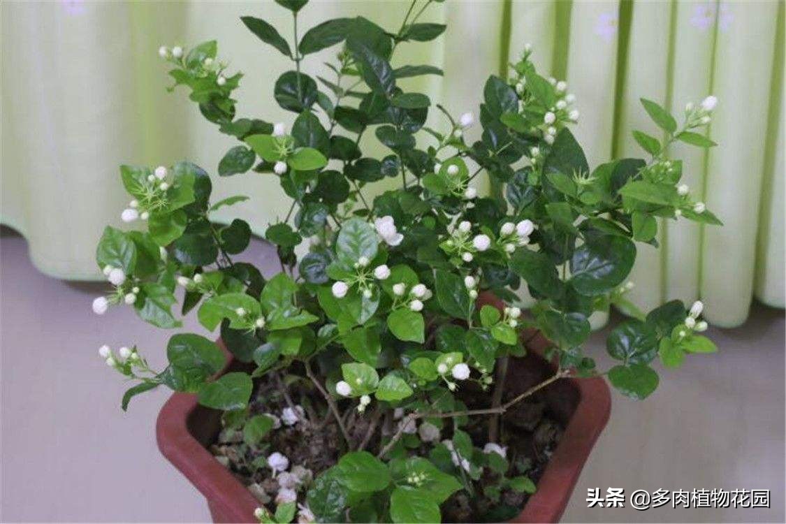 茉莉花叶子掉光初春怎样养护长叶,茉莉花黄叶怎么养护