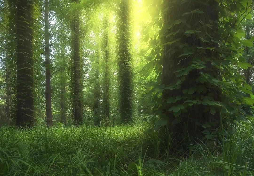 莫干山原木风绿野仙踪花园民宿,莫干山桃坡探险乐园绿野仙踪