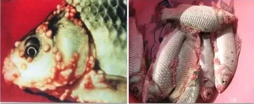 鱼孢子虫病,淡水鱼孢子虫