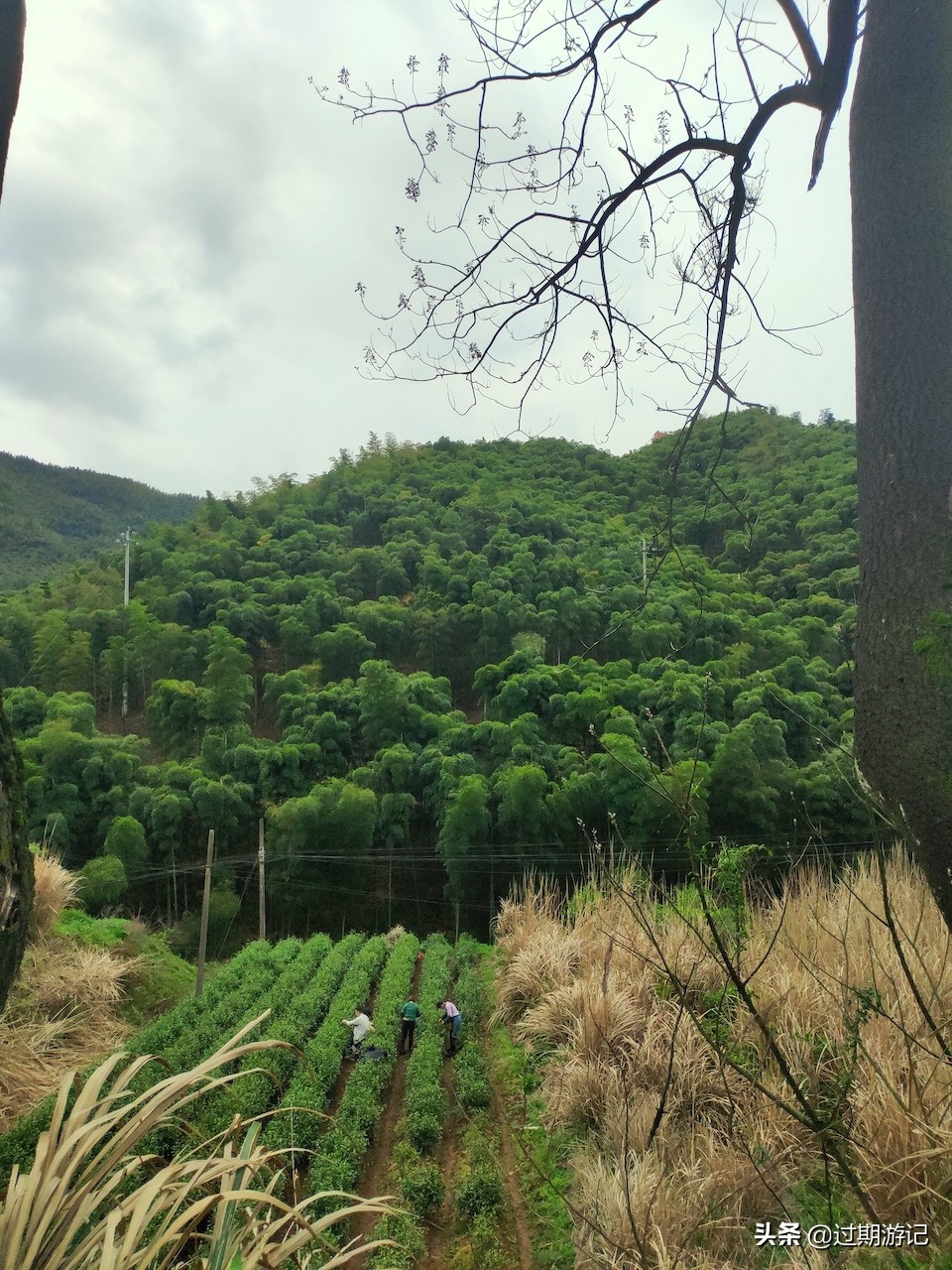 安吉大竹海旅行,冬季安吉大竹海景区