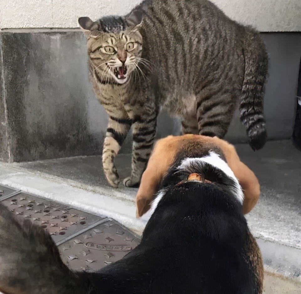 如何挑选猫咪比较好,挑选猫咪