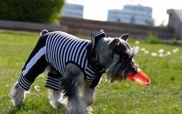 雪纳瑞的优缺点适合什么人群饲养,比熊泰迪雪纳瑞哪个优点多