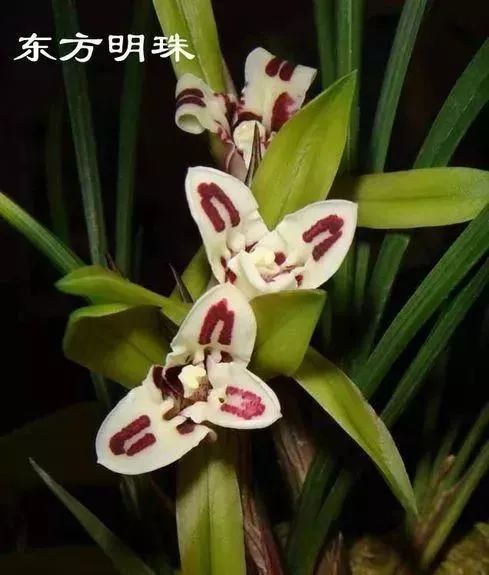 中国兰花的鉴赏标准,中国兰花特征介绍