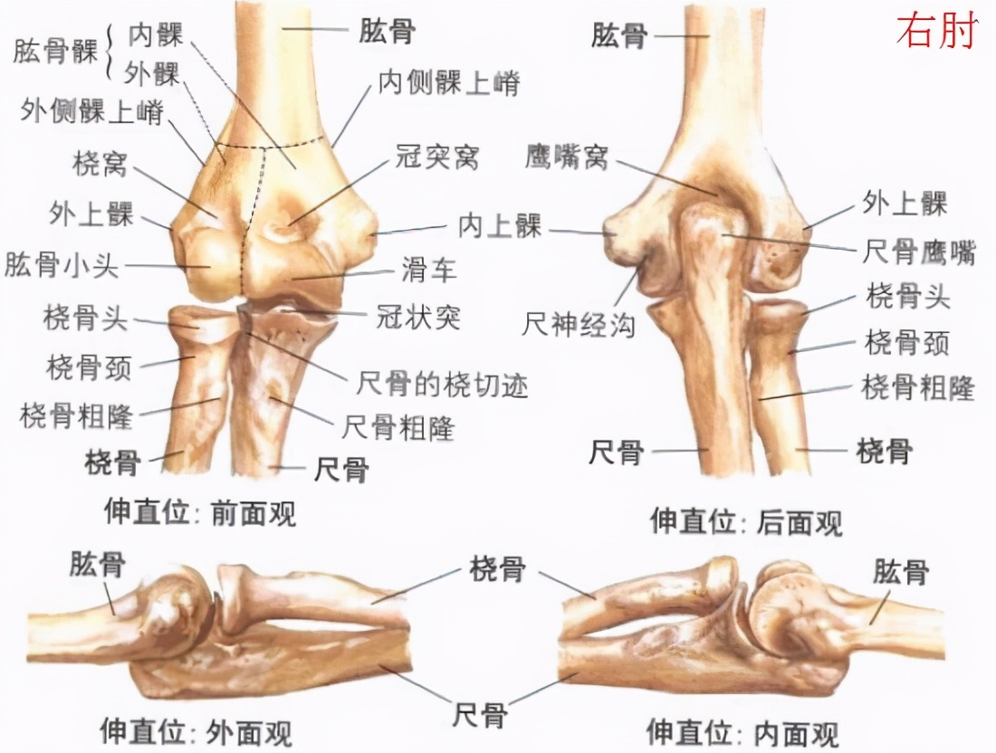 肘关节打石膏10天僵硬,肘关节僵硬最佳恢复时间