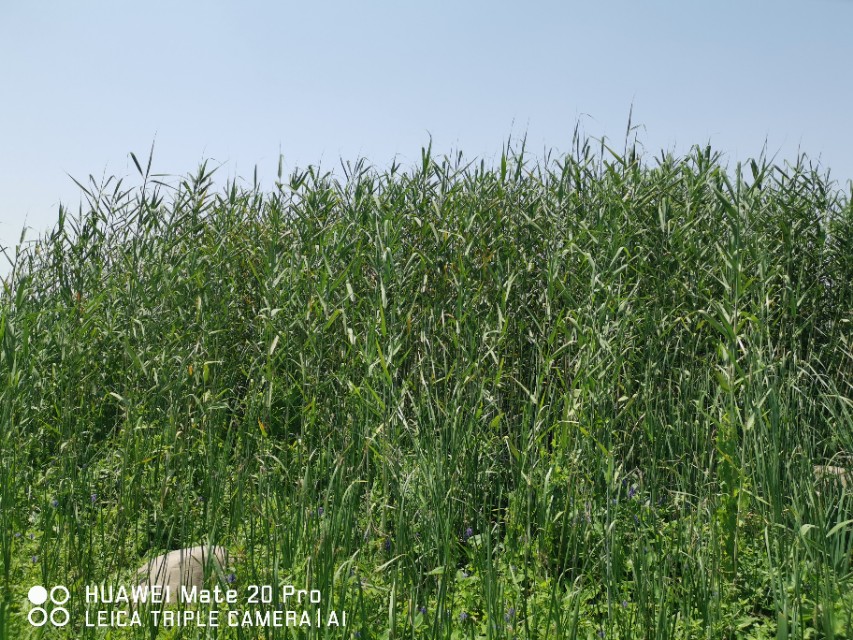 大美滨湖全景图,合肥滨湖塘西河公园美景