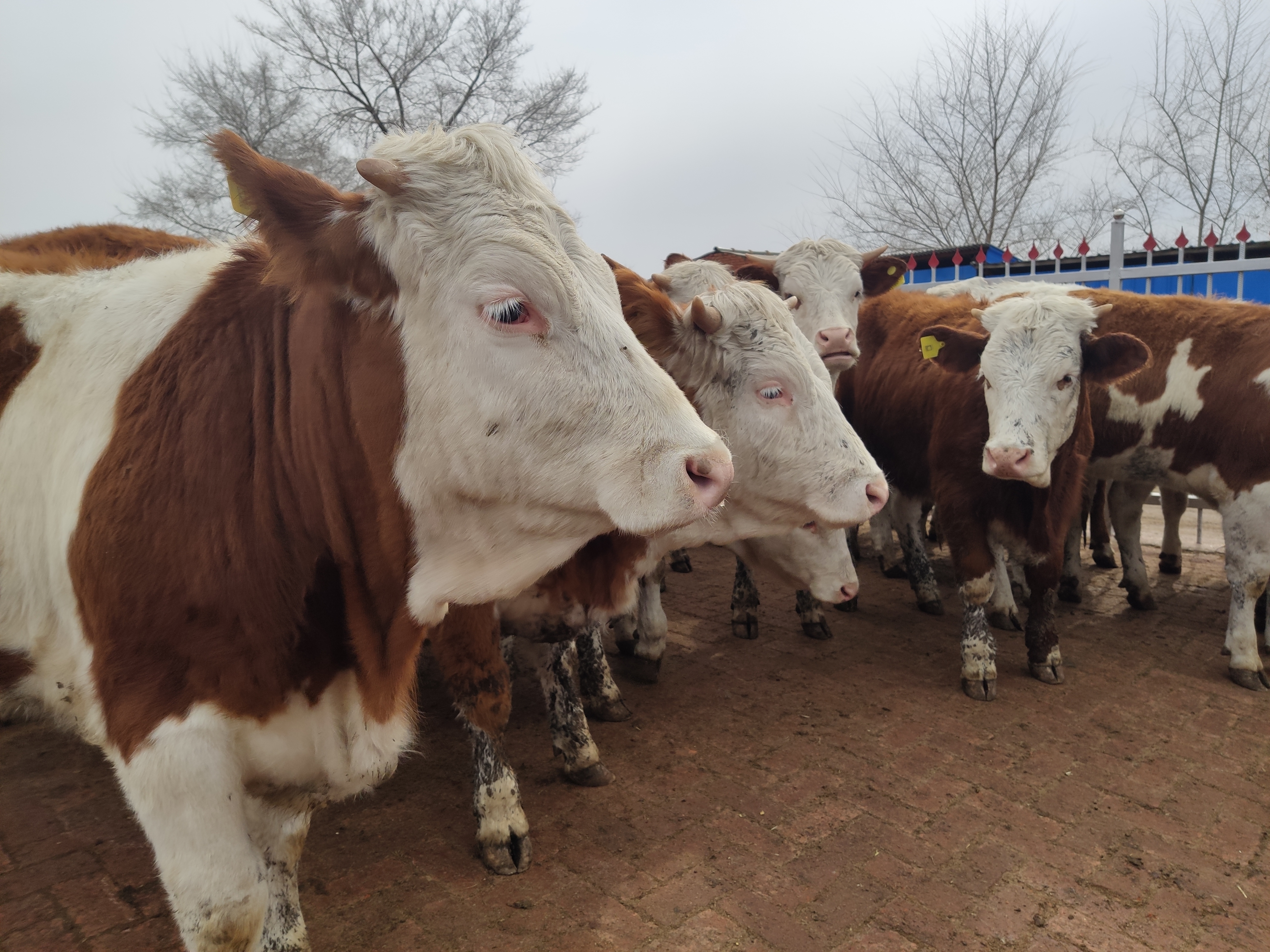 养牛怎么养才能成本低,养牛想赚钱一定要避开这七个误区