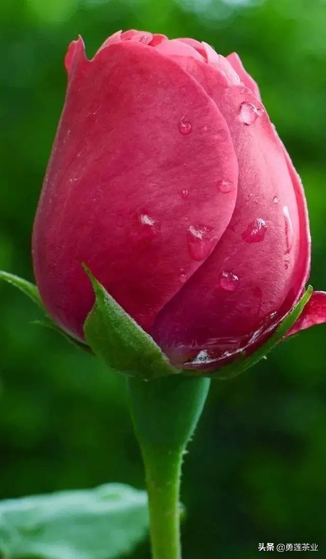 人生大舞台众生皆奔忙视频,人生简单生活的句子