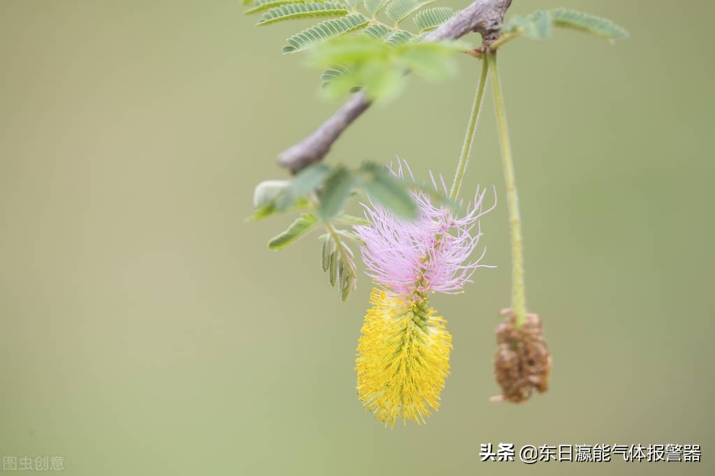进口便携式乙烯检测仪多少钱,便携式乙烯检测仪价格
