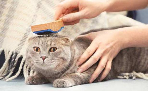 家里猫咪无论怎么样都不听话,家里猫咪现在很少打呼噜了