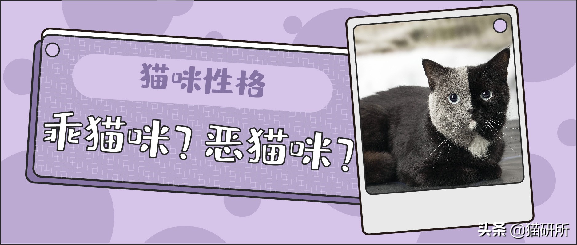 怎么判断猫是生病还是性格好,怎么看猫才能判断出猫的性格