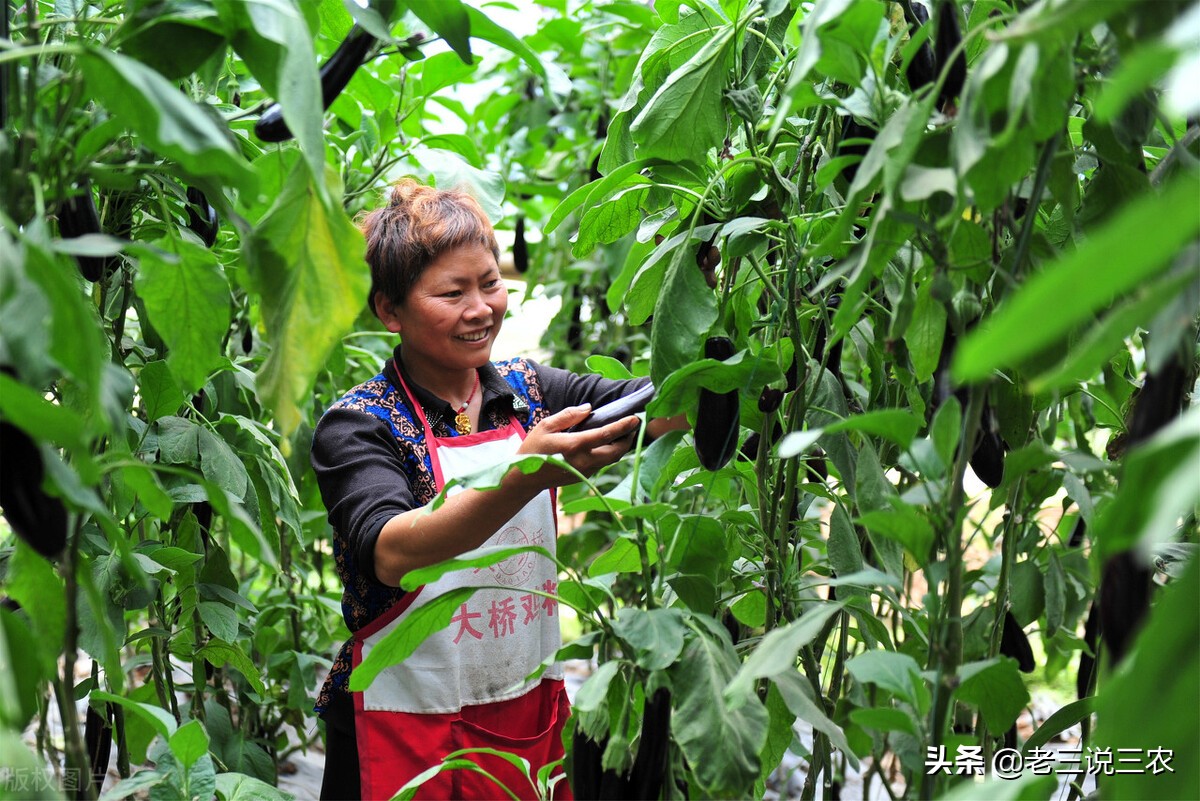 西红柿黄瓜防病,黄瓜番茄防病用啥药解决