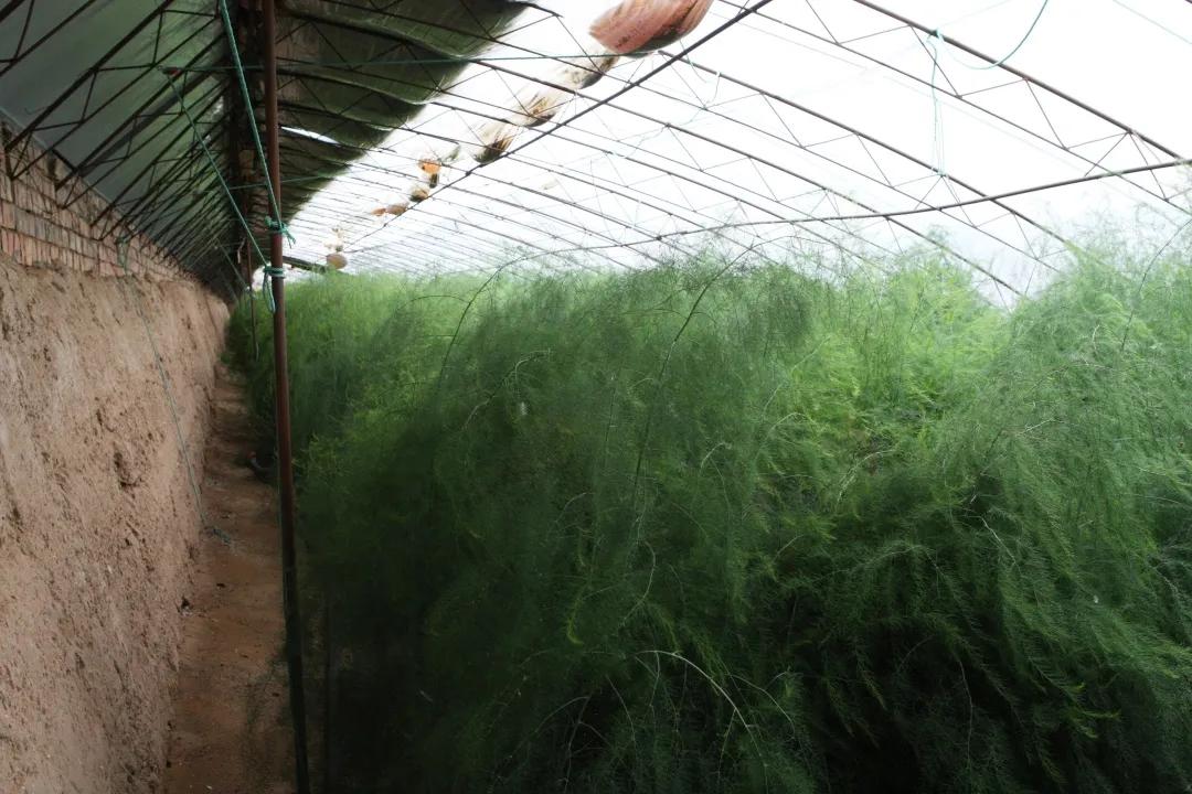 发现巴彦淖尔新物种|小小绿芦笋,走出红红火火致富路